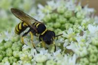 Ectemnius lituratus