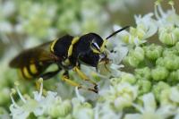 Ectemnius lituratus