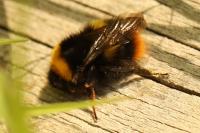 Bombus pratorum