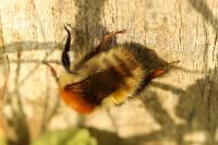 Bombus