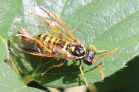 Tenthredo scrophulariae