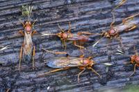 Lymantrichneumon disparis
