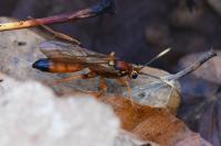Lymantrichneumon disparis