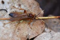 Lymantrichneumon disparis