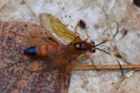 Lymantrichneumon disparis