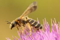Halictus quadricinctus