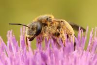 Halictus quadricinctus