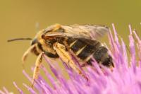 Halictus quadricinctus