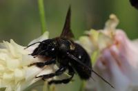 Xylocopa violacea