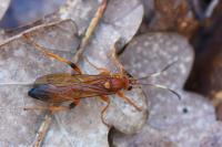 Lymantrichneumon disparis
