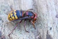 Vespa crabro