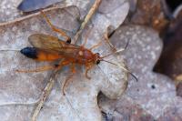 Lymantrichneumon disparis