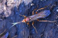 Lymantrichneumon disparis