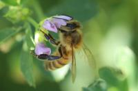 Apis mellifera