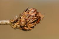 Andricus fecundatrix