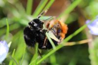 Bombus lapidarius