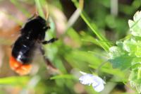 Bombus lapidarius