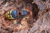 Vespa crabro