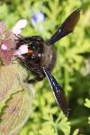 Xylocopa violacea