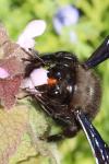 Xylocopa violacea