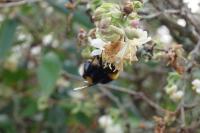 Bombus terrestris/lucorum
