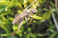 Lasioglossum