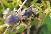 Lasioglossum