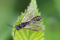 Strongylogaster multifasciata