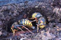 Dolichovespula media