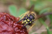 Vespula vulgaris