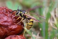 Vespula vulgaris