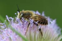 Lithurgus chrysurus