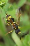 Tenthredo zona