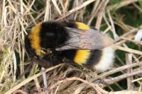 Bombus terrestris/lucorum