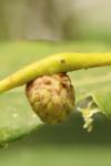 Andricus fecundatrix