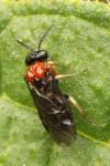 Eutomostethus ephippium