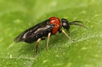 Eutomostethus ephippium