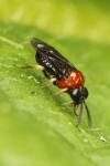 Eutomostethus ephippium