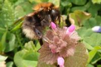 Bombus hypnorum