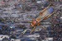 Lymantrichneumon disparis