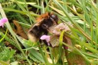 Bombus hypnorum