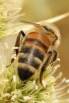 Apis mellifera