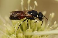 Hylaeus variegatus
