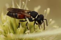 Hylaeus variegatus