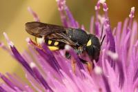Pseudoanthidium nanum