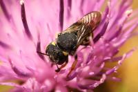 Pseudoanthidium nanum
