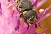 Pseudoanthidium nanum