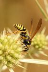 Polistes dominula