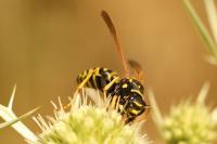 Polistes dominula