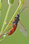 Tenthredopsis